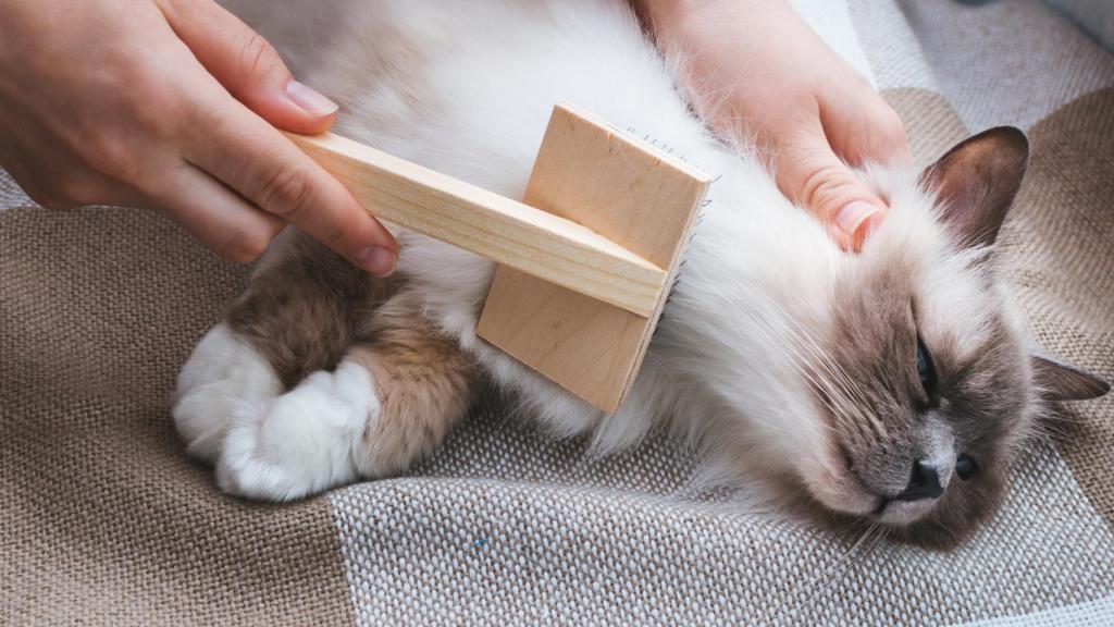 Imagen de archivo de un gato al que le están cepillando el pelo.