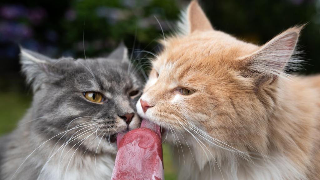 Dos gatos comiendo un helado.