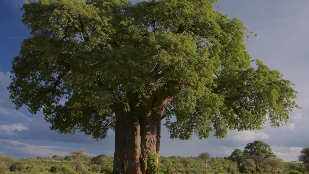 La apariencia del árbol es absolutamente imponente.