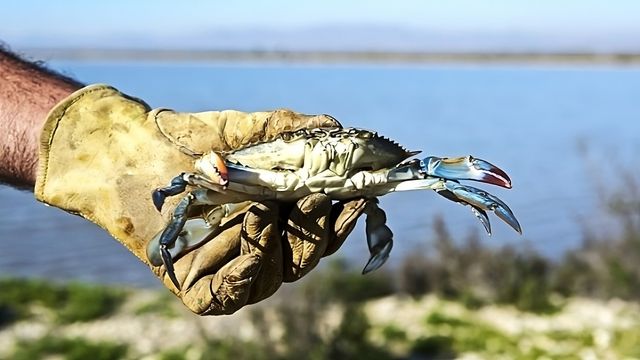 El cangrejo azul es una especie exótica invasora que ahora se aprovecha en las cocinas.