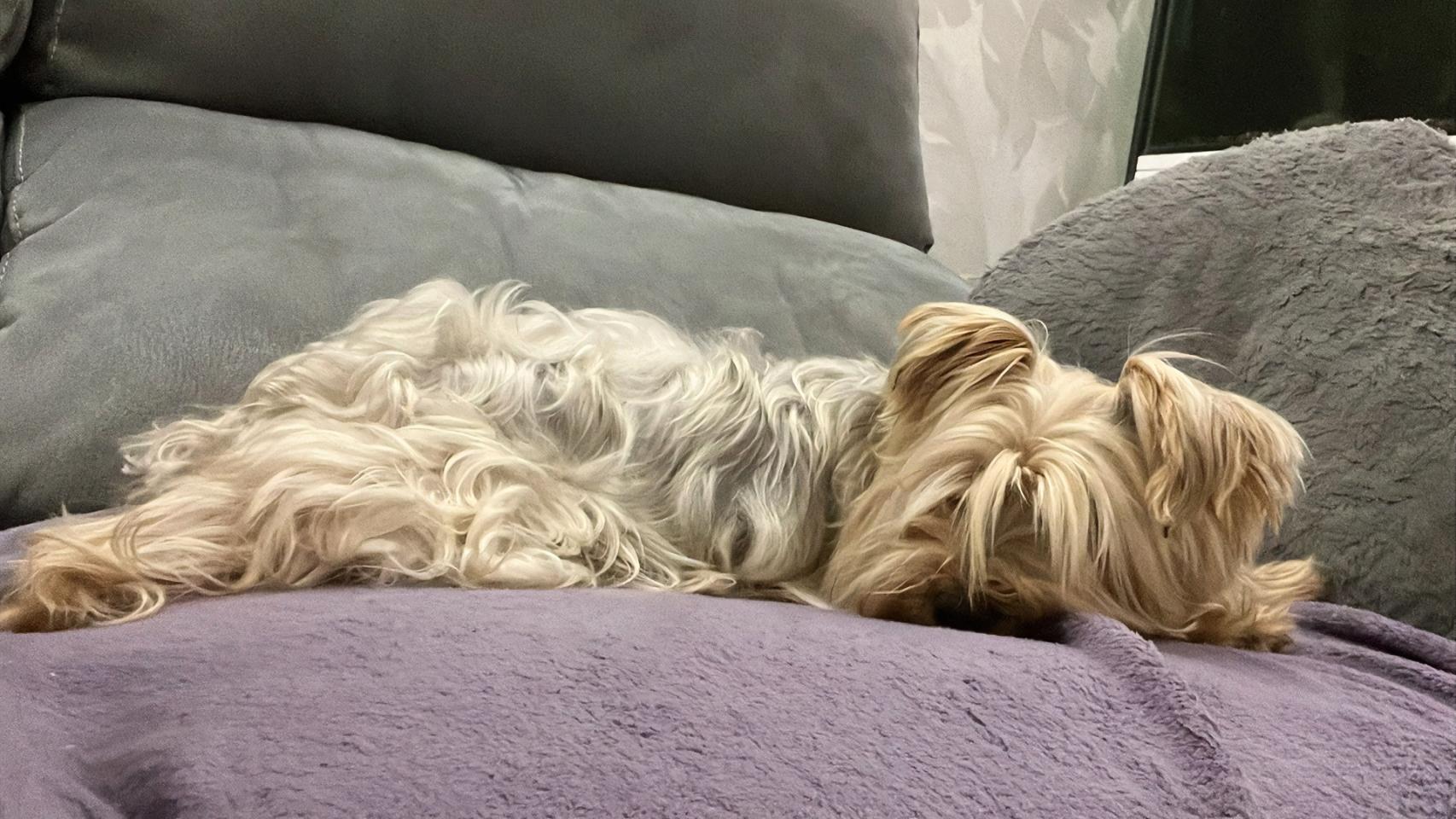 Bimba descansando por fin en el sofá de su hogar después de deambular varios días.