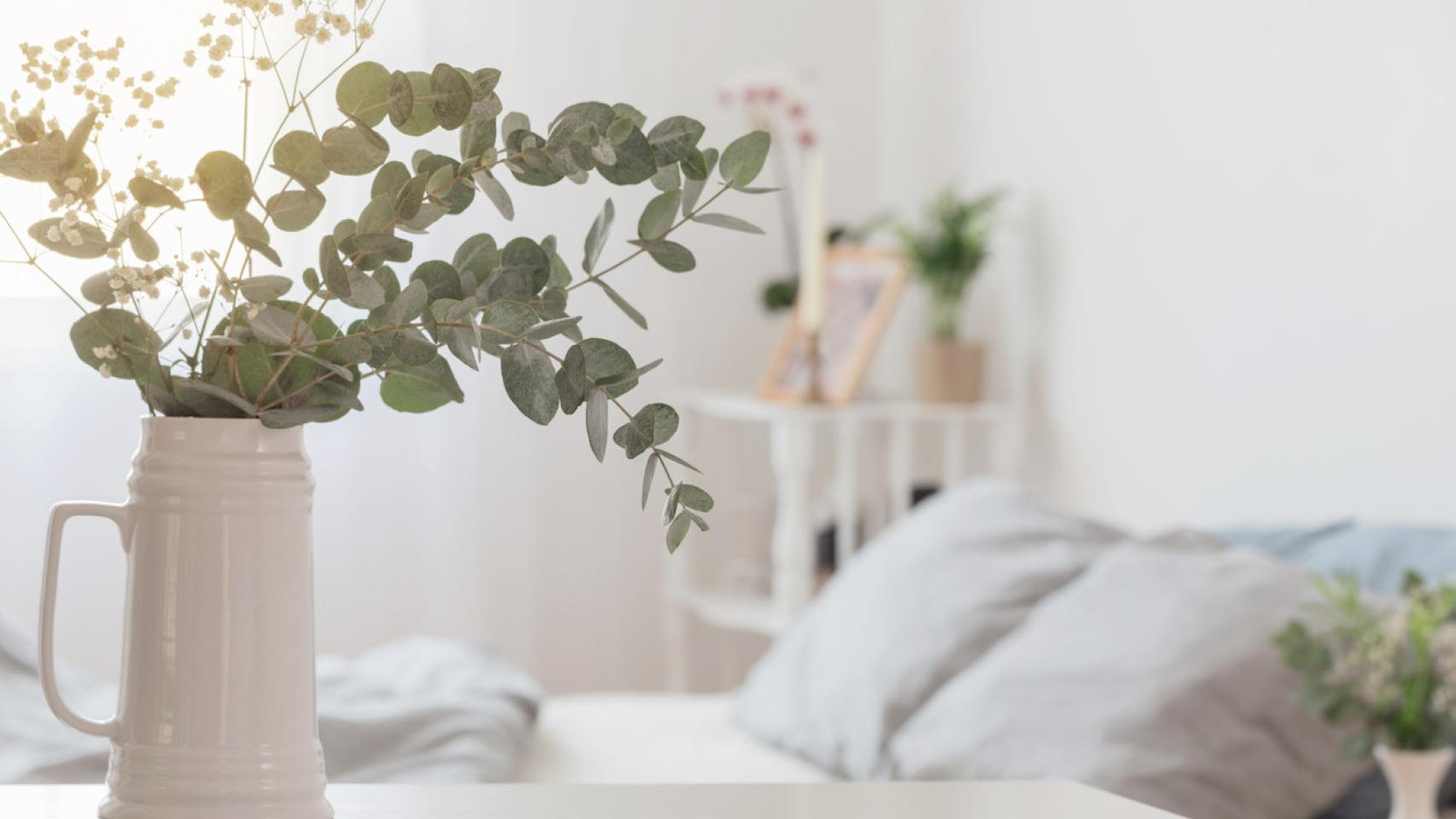 Estas plantas de interior te ayudarán a decir adiós a los mosquitos en el hogar