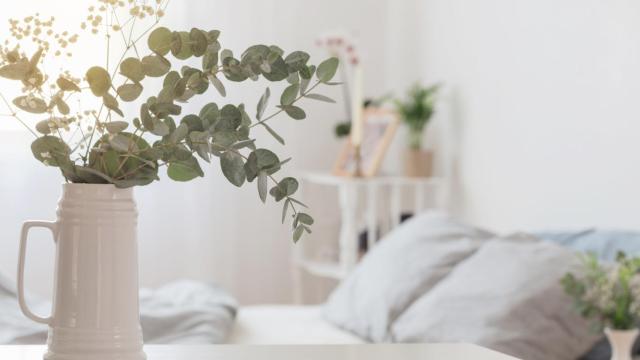 Estas plantas de interior te ayudarán a decir adiós a los mosquitos en el hogar