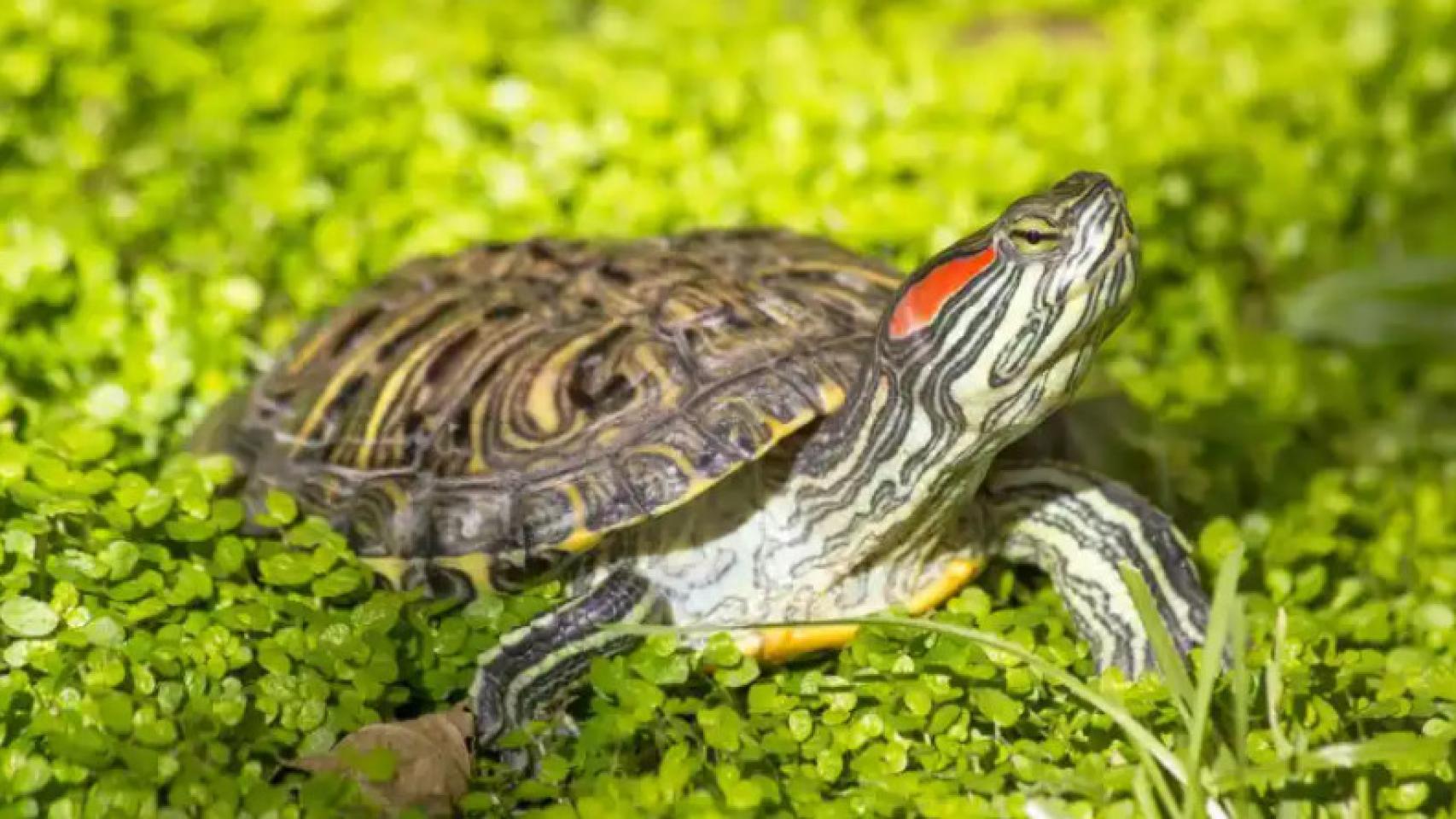 Galápago de Florida. Foto: iStock.