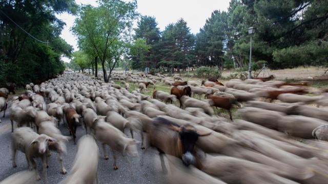 Paso de un rebaño trashumante por Guadarrama (Madrid).