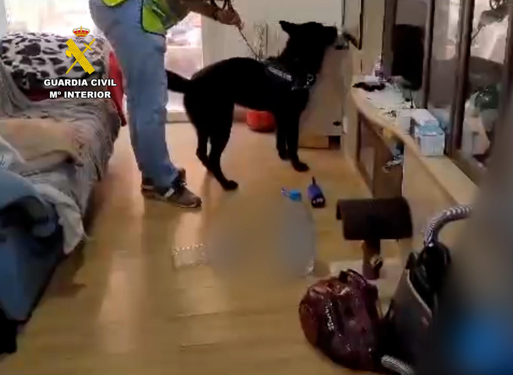 Perro de la Guardia Civil en uno de los registros