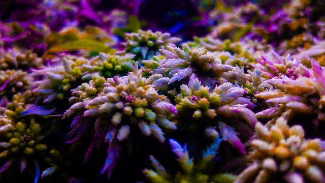 Plantación de cannabis.