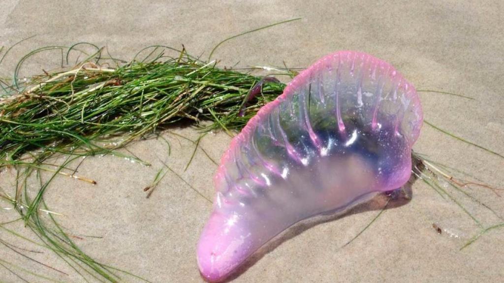 Imagen de una carabela portuguesa en España.