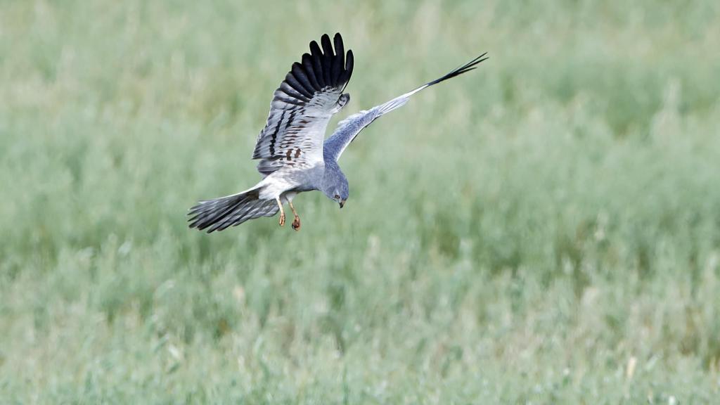 Aguilucho cenizo