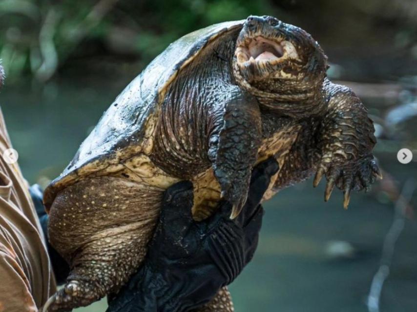 Tortuga mordedora rescatada de una parque de Méntrida (Toledo). Instagram safari Madrid