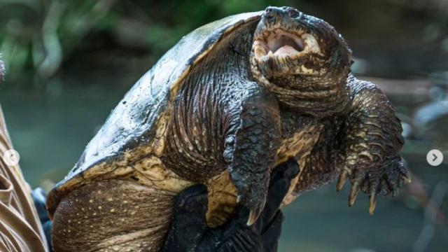 Tortuga mordedora rescatada de una parque de Méntrida (Toledo). Instagram safari Madrid