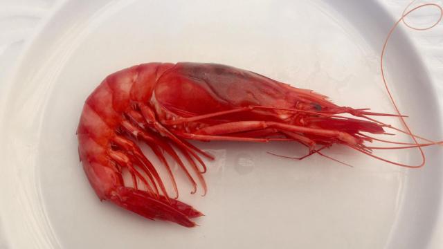 ¿Está justificado el alto precio de la gamba roja de Dénia?
