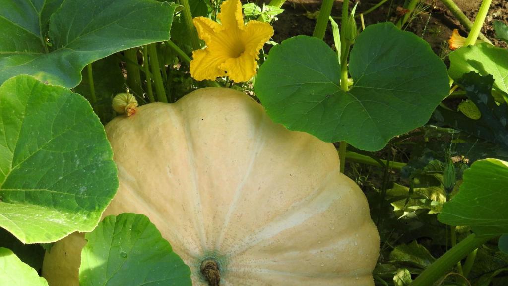 Flor de calabaza.