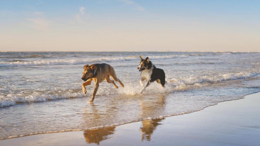 ¿Tu perro tiene miedo al agua? Estos consejos y pautas le ayudarán a superarlo