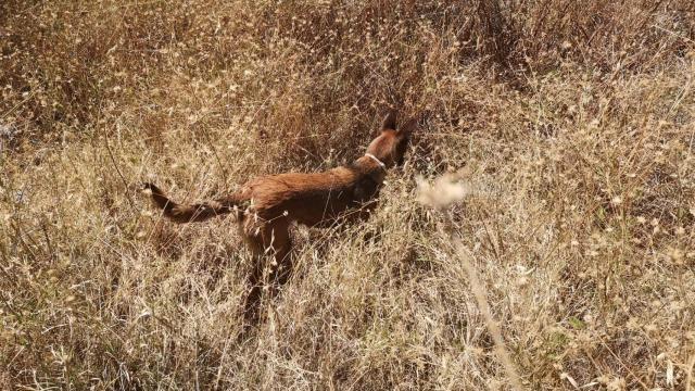 Un perro que formaba parte del operativo de búsqueda.