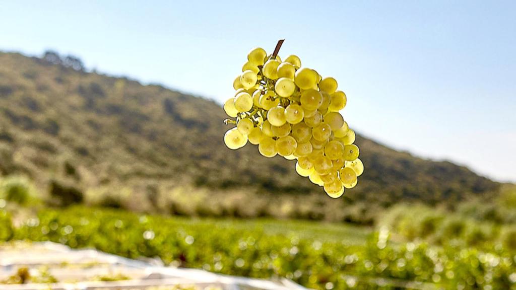 Viñedos en Arínzano.