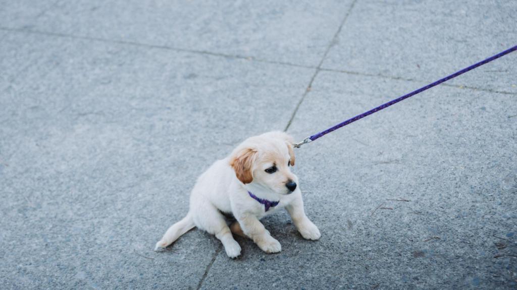 Un perro dando un paseo.