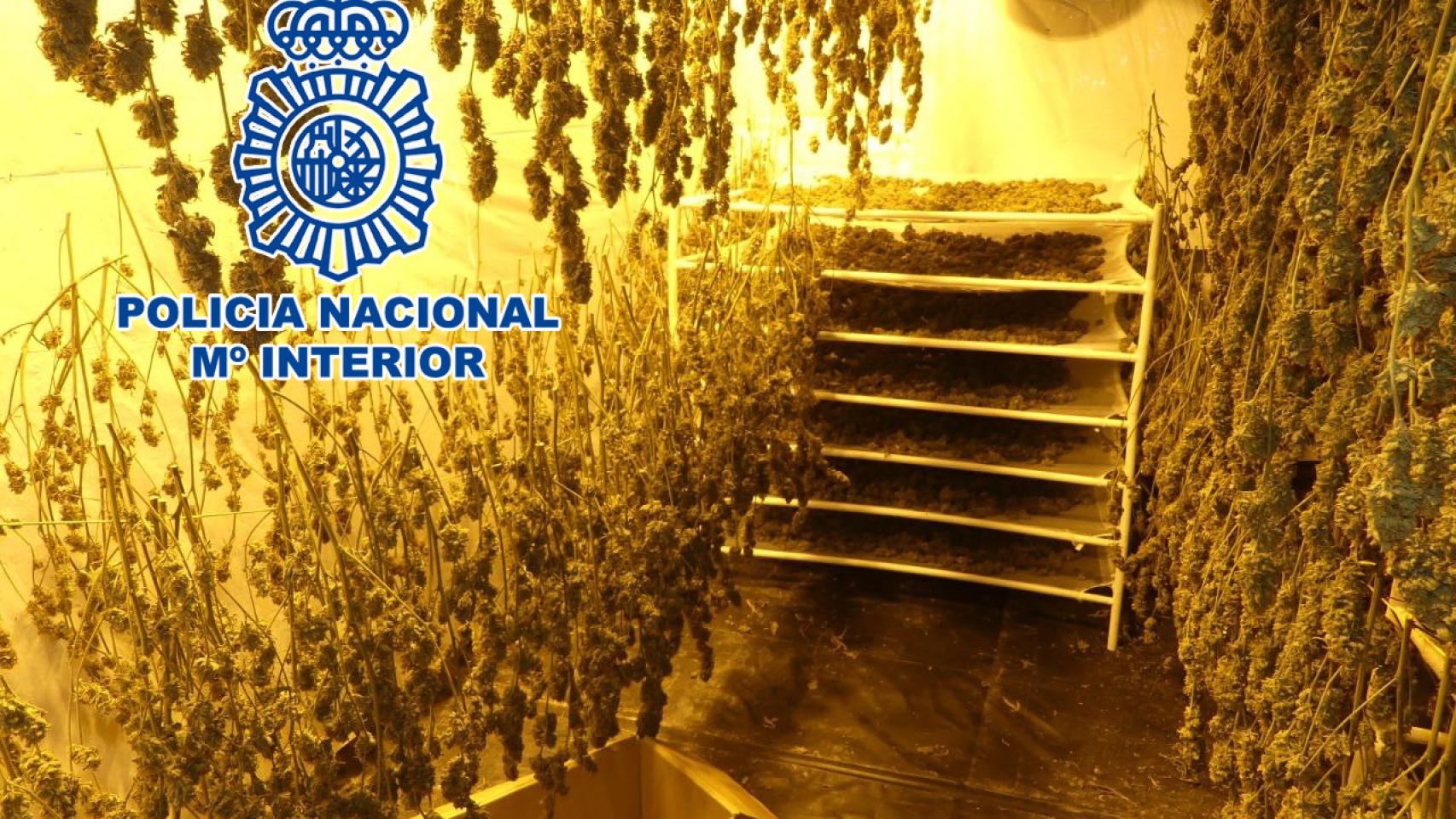 Una de las plantaciones incautadas.