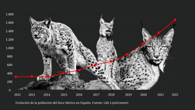 El 'milagro' de los panes y los linces: cómo se ha pasado de 100 ejemplares a 1.668 en sólo 20 años