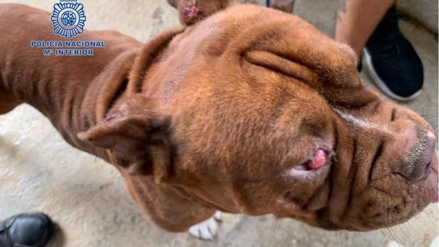 Uno de los perros heridos.