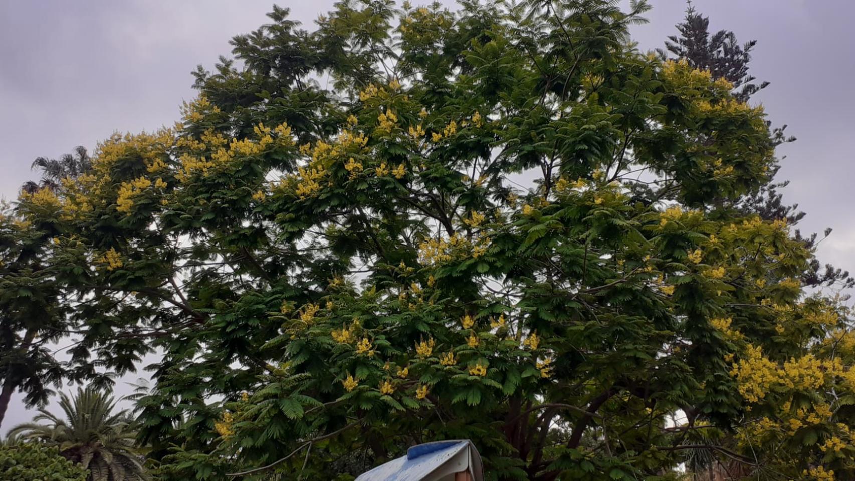 El Flamboyan Amarillo o Dorado que ha florecido en el Parque de Málaga.