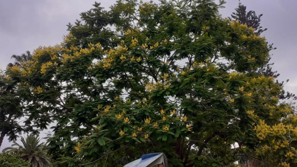 El Flamboyan Amarillo o Dorado que ha florecido en el Parque de Málaga.