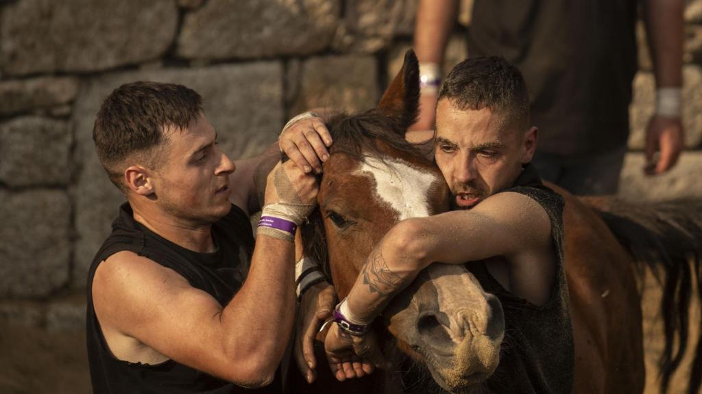 Varios luchadores junto a uno de los caballos.