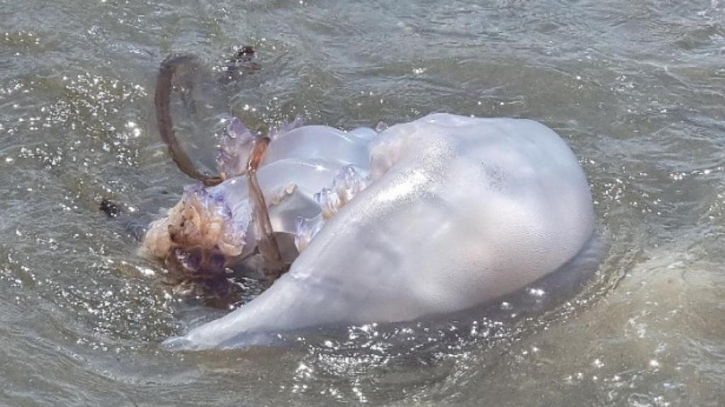 Ejemplar de medusa en las playas de Málaga