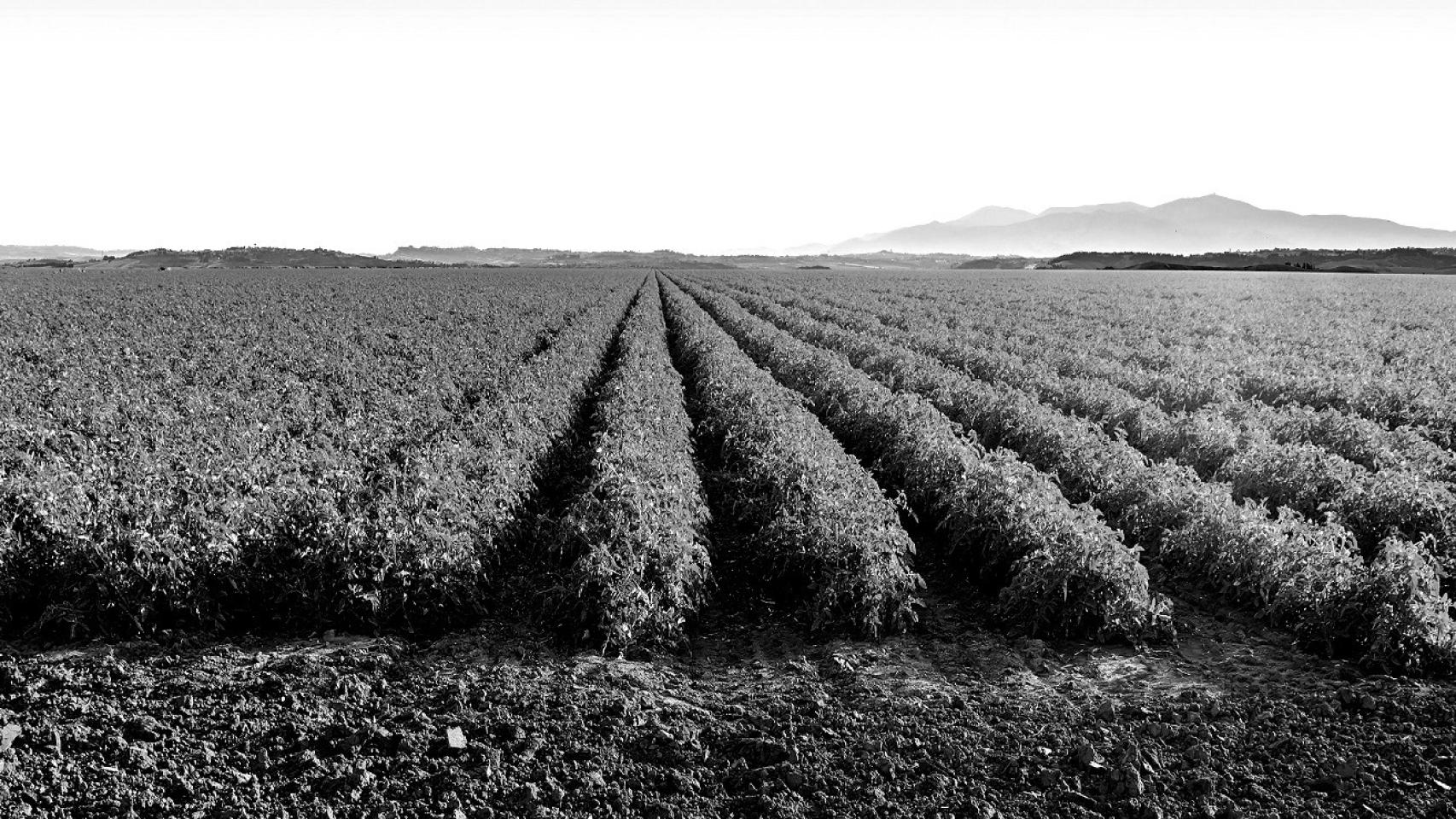 Campo de cultivo
