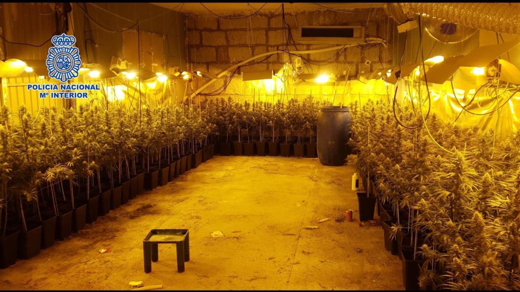 Plantación de cannabis en la localidad de Valdemanco.