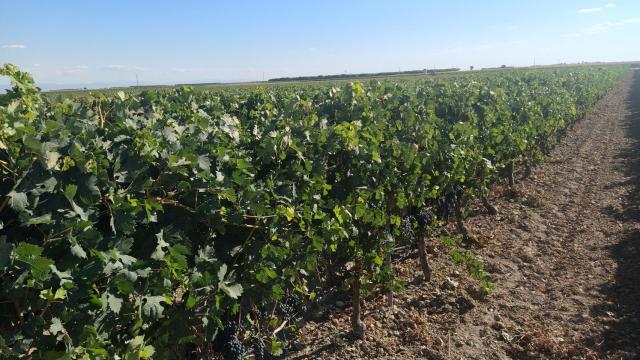 Las ventajas de la altitud en Ribera de Duero