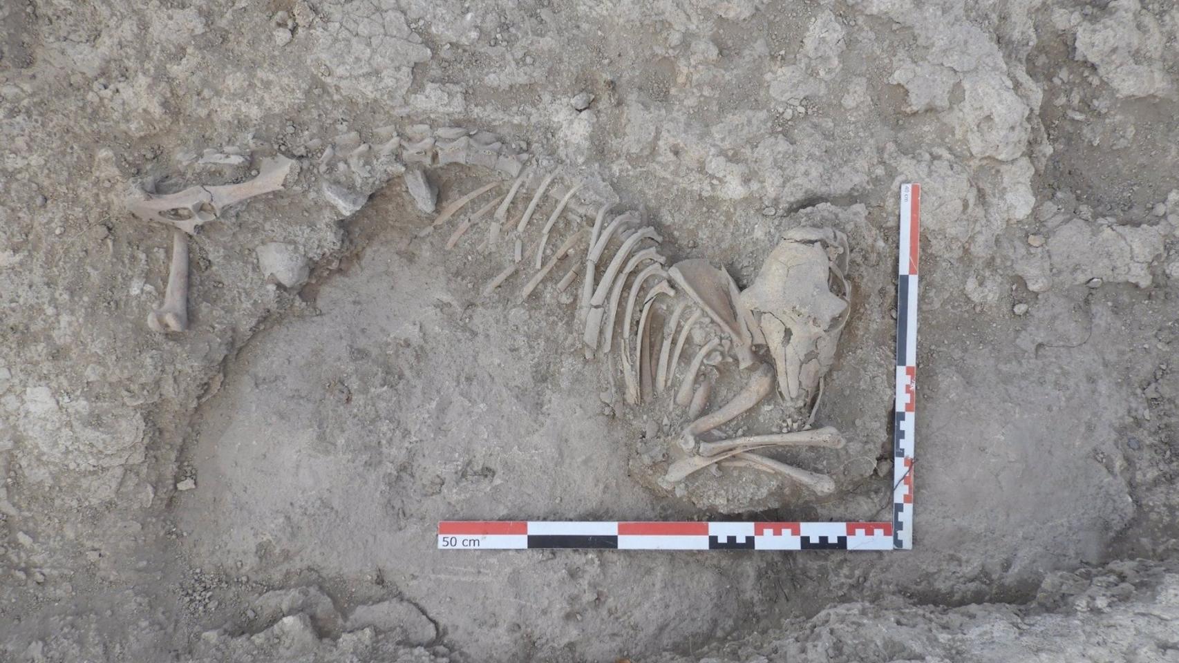 Ejemplar completo de oveja del siglo XI hallado en la Alquería de La Graja en Higueruela