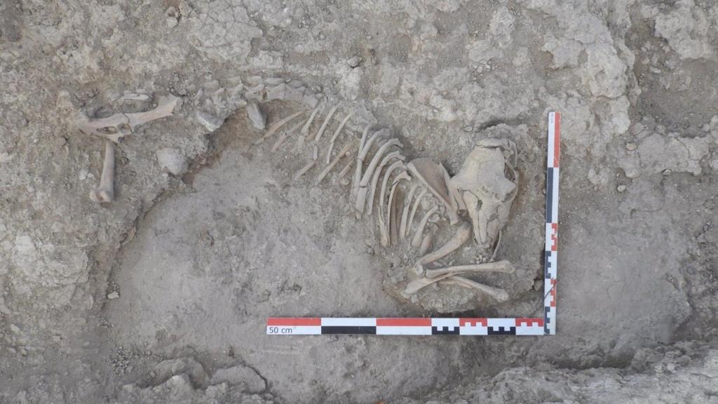 Ejemplar completo de oveja del siglo XI hallado en la Alquería de La Graja en Higueruela