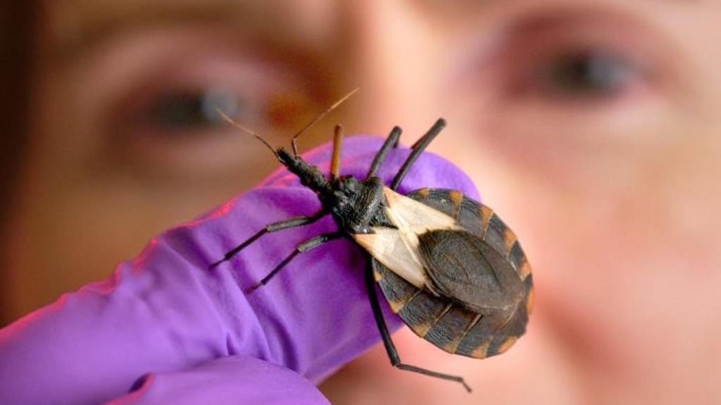 Una investigadora sujeta al insecto 'Triatoma pallidipennis'.