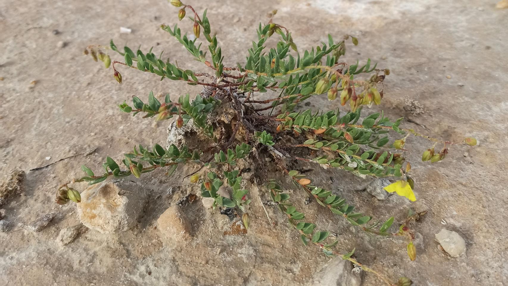 La Bilyana (Helianthemum bilyanense), descubierta en Villena.