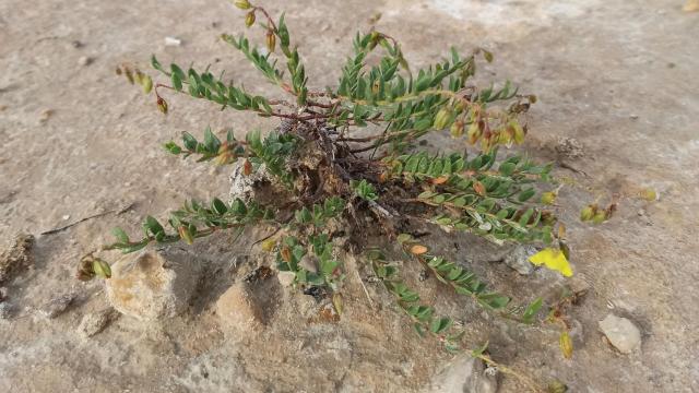 La Bilyana (Helianthemum bilyanense), descubierta en Villena.