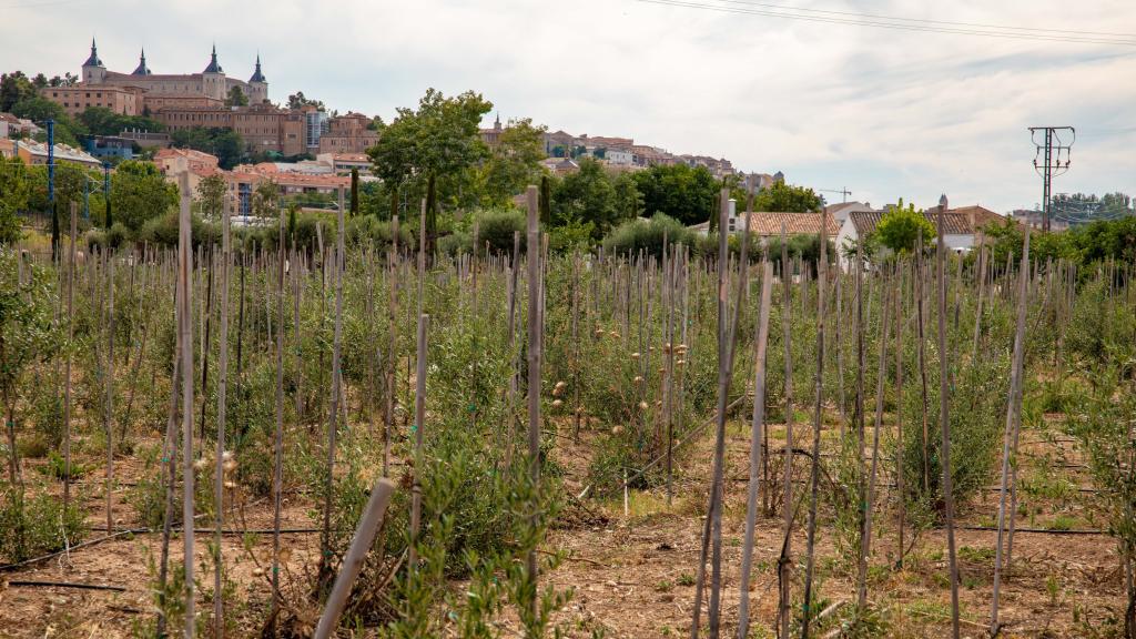 El laberinto de olivo más grande de Europa.