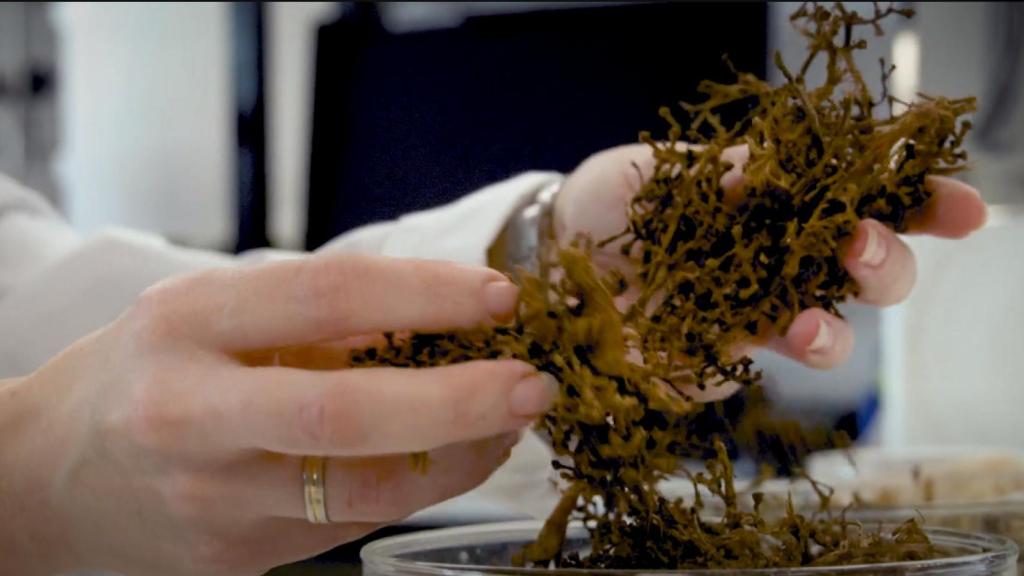 En el laboratorio de CETEM.