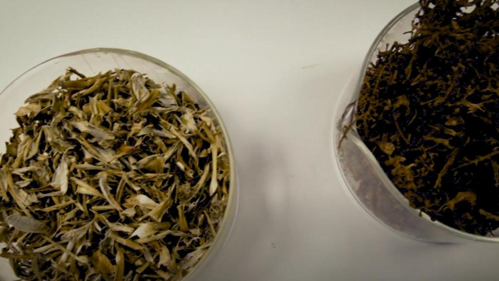 Muestras de residuos agrícolas.