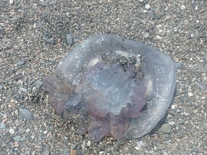 Ejemplar encontrado en Málaga
