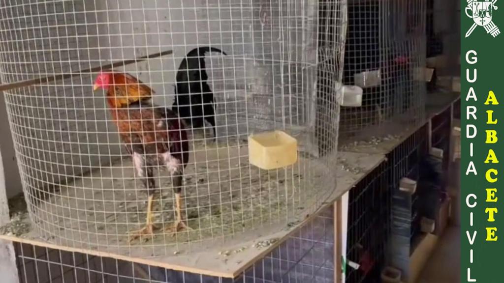 Uno de los gallos intervenidos.
