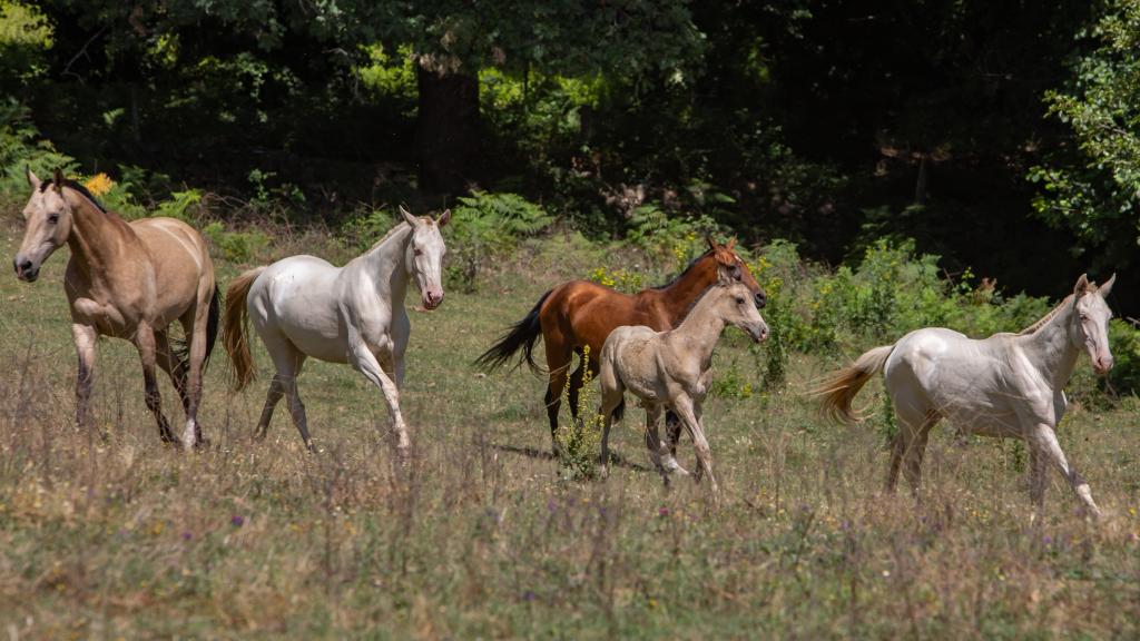 (De izq a der) Serbia, Serander, Parfia, Kismat (potro) y Sazanda