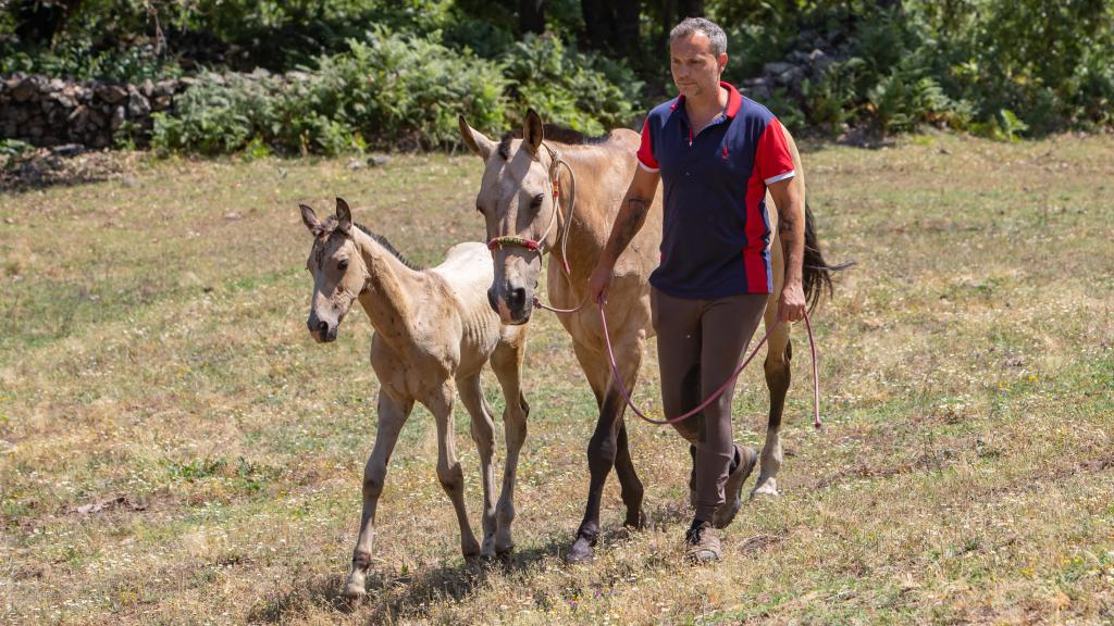 Javier Díaz acompaña a Serbia y Kismat a sus caballerizas