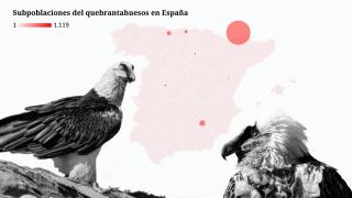 El quebrantahuesos, una especie que no escapa de la extinción en España: caza, veneno y parques eólicos