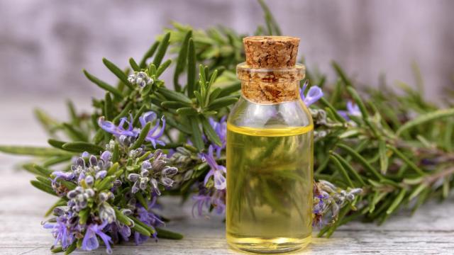 Descubre la hierba medicinal ideal para combatir las varices