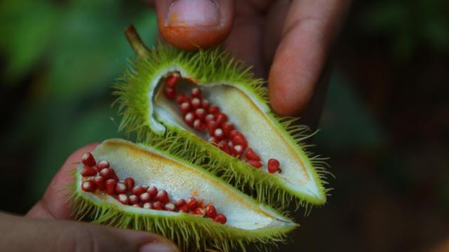 La semilla desconocida en España con efecto antioxidante que baja el azúcar en sangre