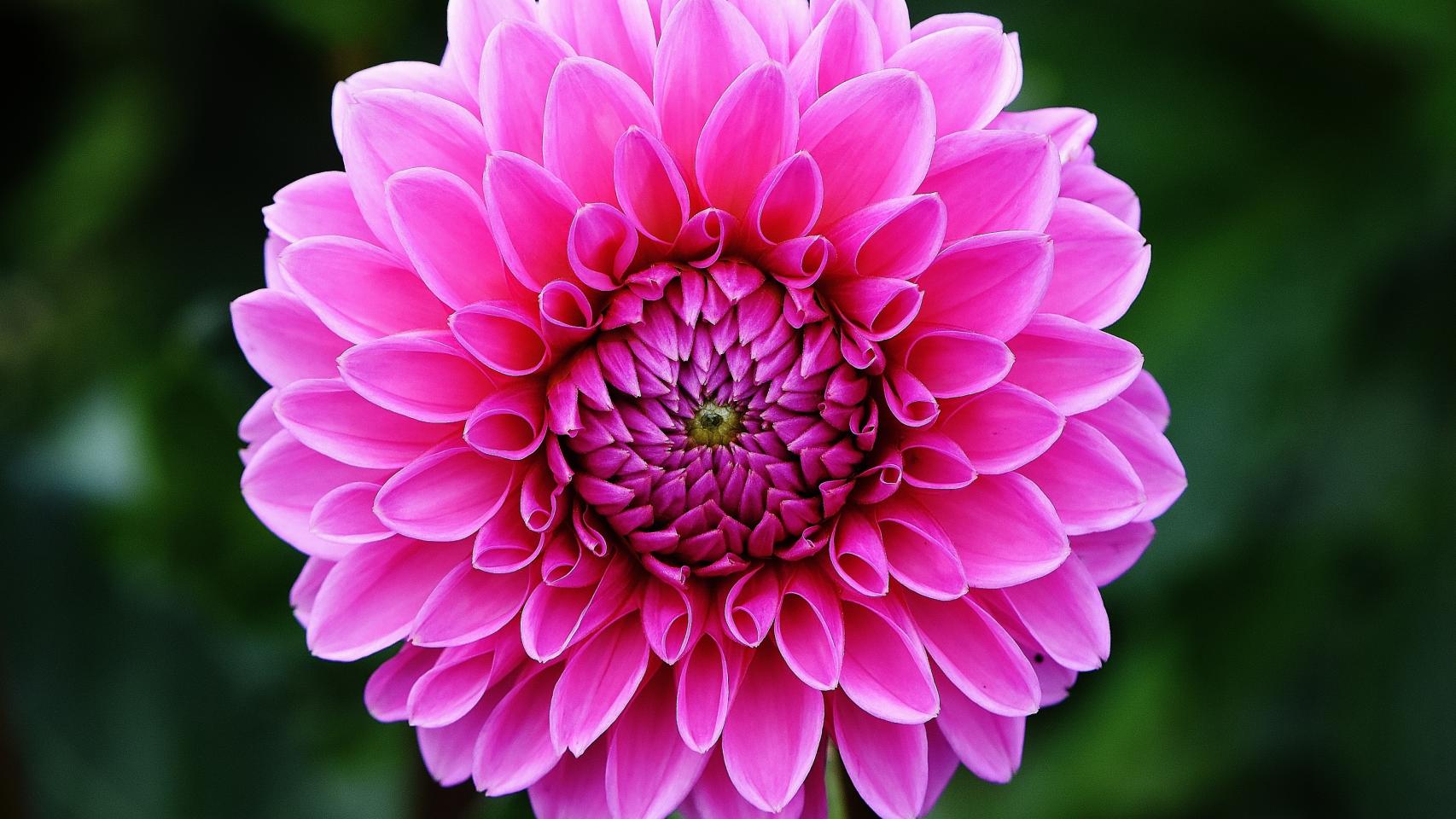 Flor de la dalia.