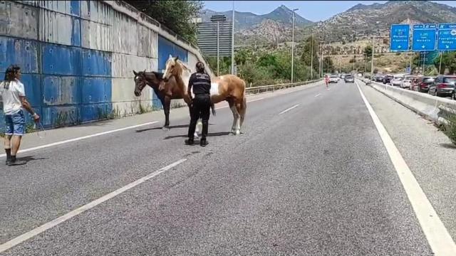 La Policía Local de Marbella rescatan a dos caballos que corrían sueltos por la autovía A-7