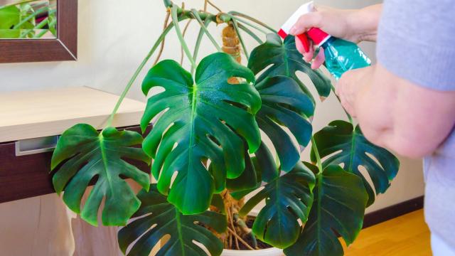 Mezclar vinagre con canela: el pulverizador que arrasa este verano.