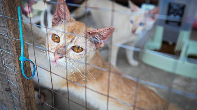 La OMS comunica muertes inusuales de gatos infectados con el virus de la gripe aviar.